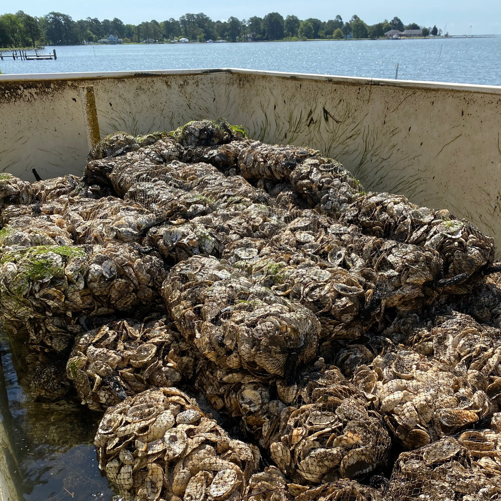 Oyster Restoration Field Trip