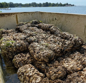 Oyster Restoration Field Trip